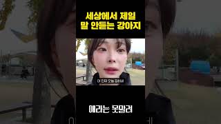 세상에서 제일 말 안듣는 강아지