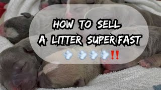 How To Sell A Litter/Puppies SUPER FAST 💨‼️FREE GAME 😤