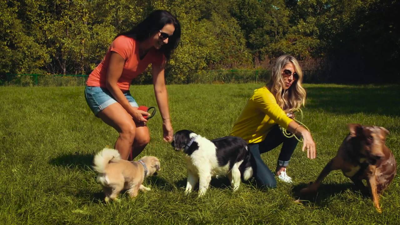 Cedarbrooke Apartments of Auburn Hills