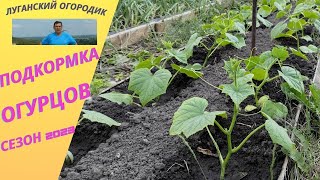 Подкормка огурцов для хорошего роста.