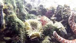 Leo Carrillo Tide Pools - GoPro