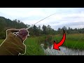 WHAT LIVES IN THIS SMALL STREAM?!