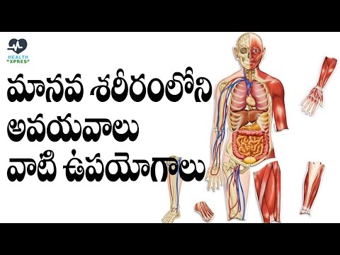 Manava Shariram Loni Avayavalu Vati Upayogalu (Telugu) || Health Xpress