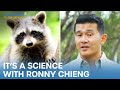 Its a science with ronny chieng  the daily show