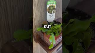 Venus Flytrap Eats Fly