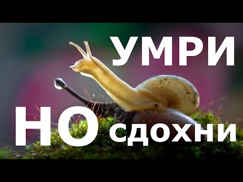 Как избавиться от улиток в аквариуме? 100 и НАВСЕГДА!