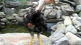 World's Ugliest Chicken!