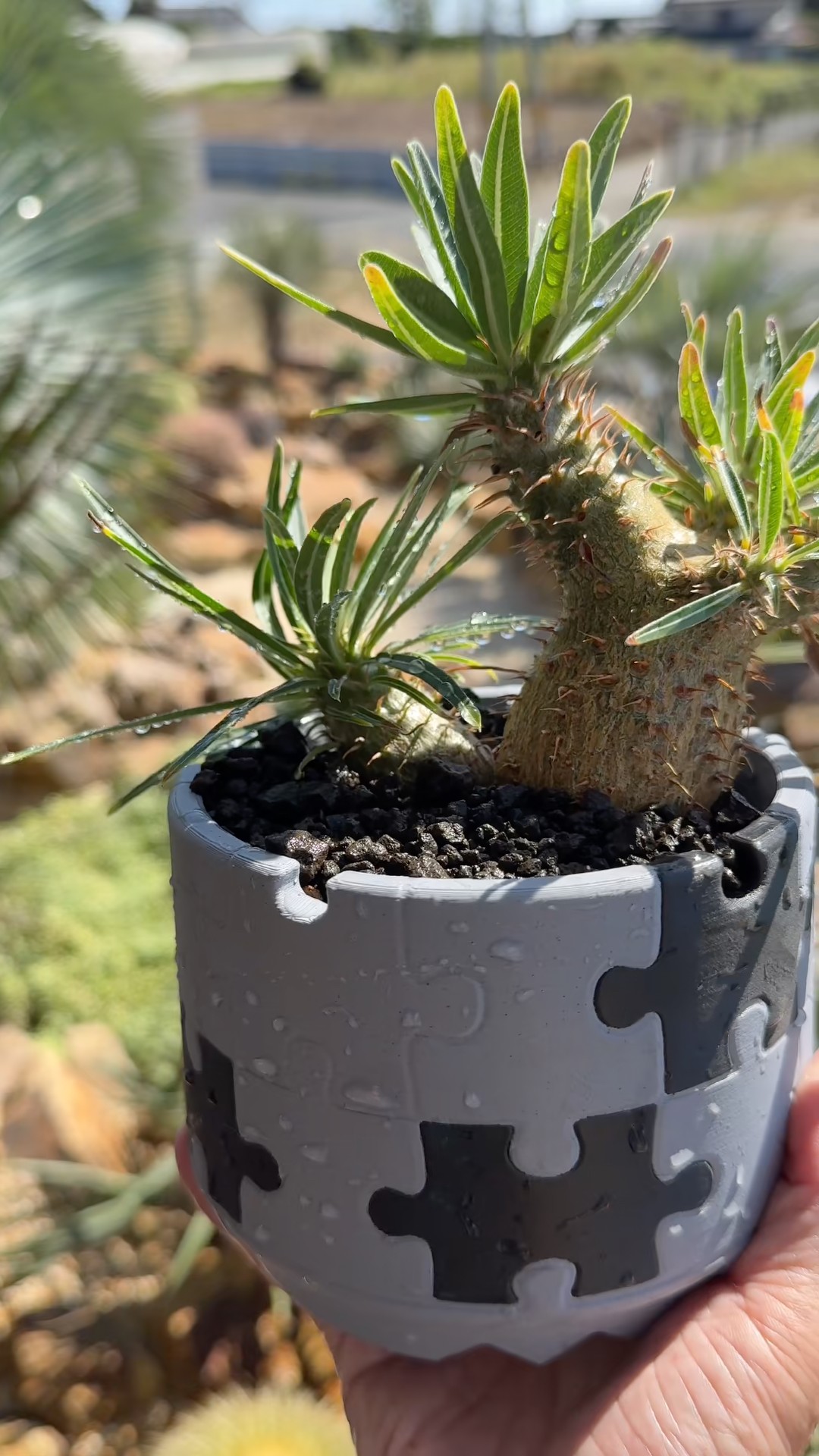 塊根植物】パキポディウム・グラキリス｜植え替え｜コーデックス #塊根