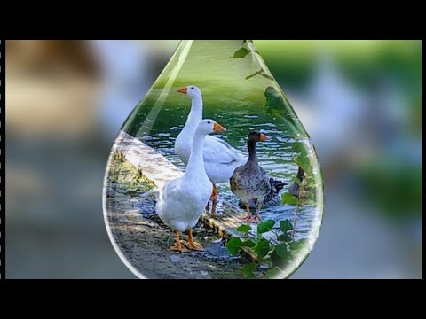 اصوات مختلف البط البري Curious Quakers Duck Sounds Verso Dell البط الايطالي Anatra