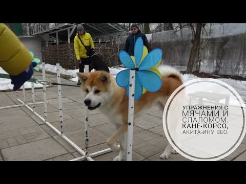 Догтренинг 738. Упражнения с мячами и слаломом. Кане-корсо, акита-ину, ВЕО.