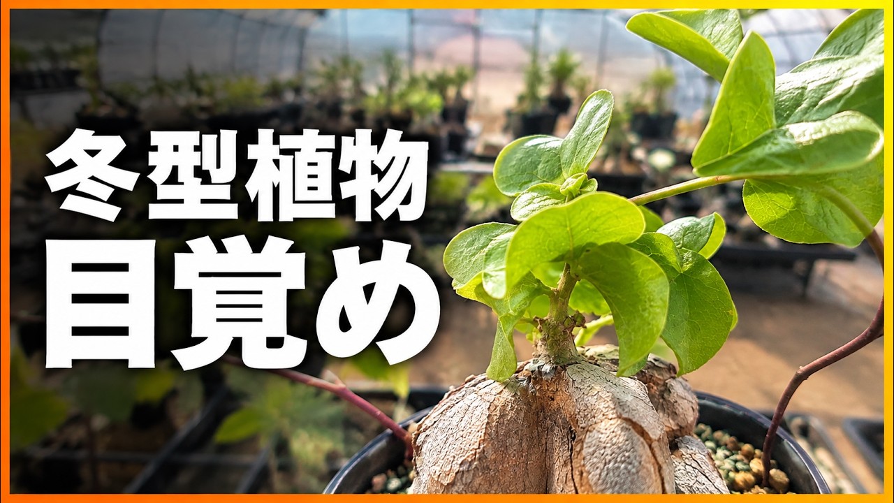 9月上旬の植物ハウス｜冬型植物が目覚め、夏型植物は少しずつ休眠へ