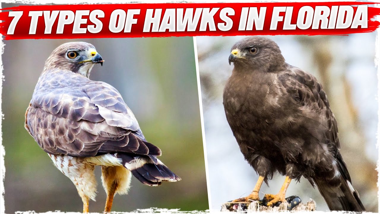 7 Types of Hawks in Florida (with Pictures)