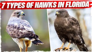 7 Types of Hawks in Florida (with Pictures)