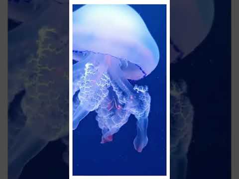 1st Jellyfish