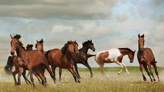 Wild horses 2:22 video for Stress Relief and  Meditation #Relaxation #Meditation