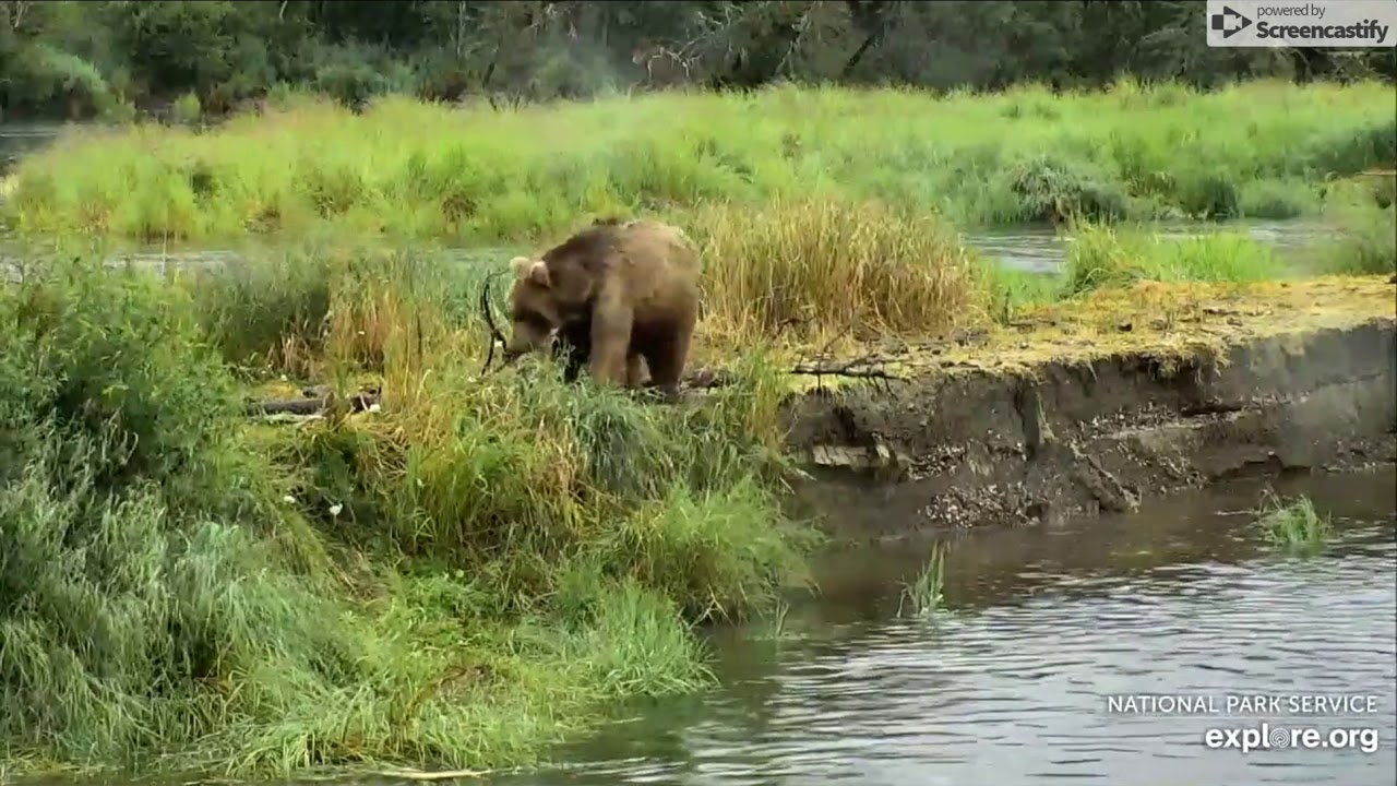 Live Bear Cam in Alaska River Watch, Katmai National Park Explore