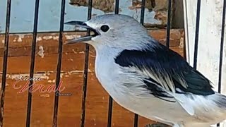 Masteran Burung Jalak Kapas / SRIPAPON Gacor l Cepat Merangsang Bunyi Burung Jalak Kapas Anda...