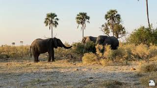 Jabu, Morula and Louie!  Living With Elephants Foundation | Okavango Delta Botswana