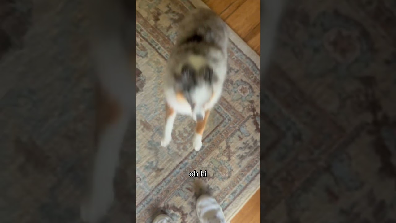 The ultimate wiggle butt 