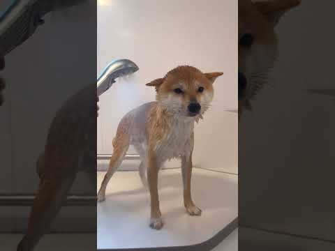 柴犬、絶望的なシャワータイム【豆柴ころた】#shorts #柴犬 #柴犬の日常 #しばいぬ