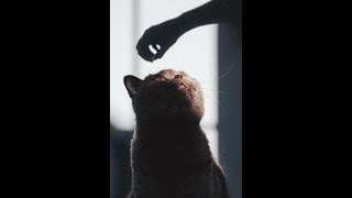 Omg so Cute Cats  Best Funny Cat s 2021 131 shorts