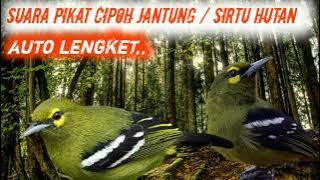 suara pikat cipoh jantung || sirtu hutan di jamin josss,,, 👍