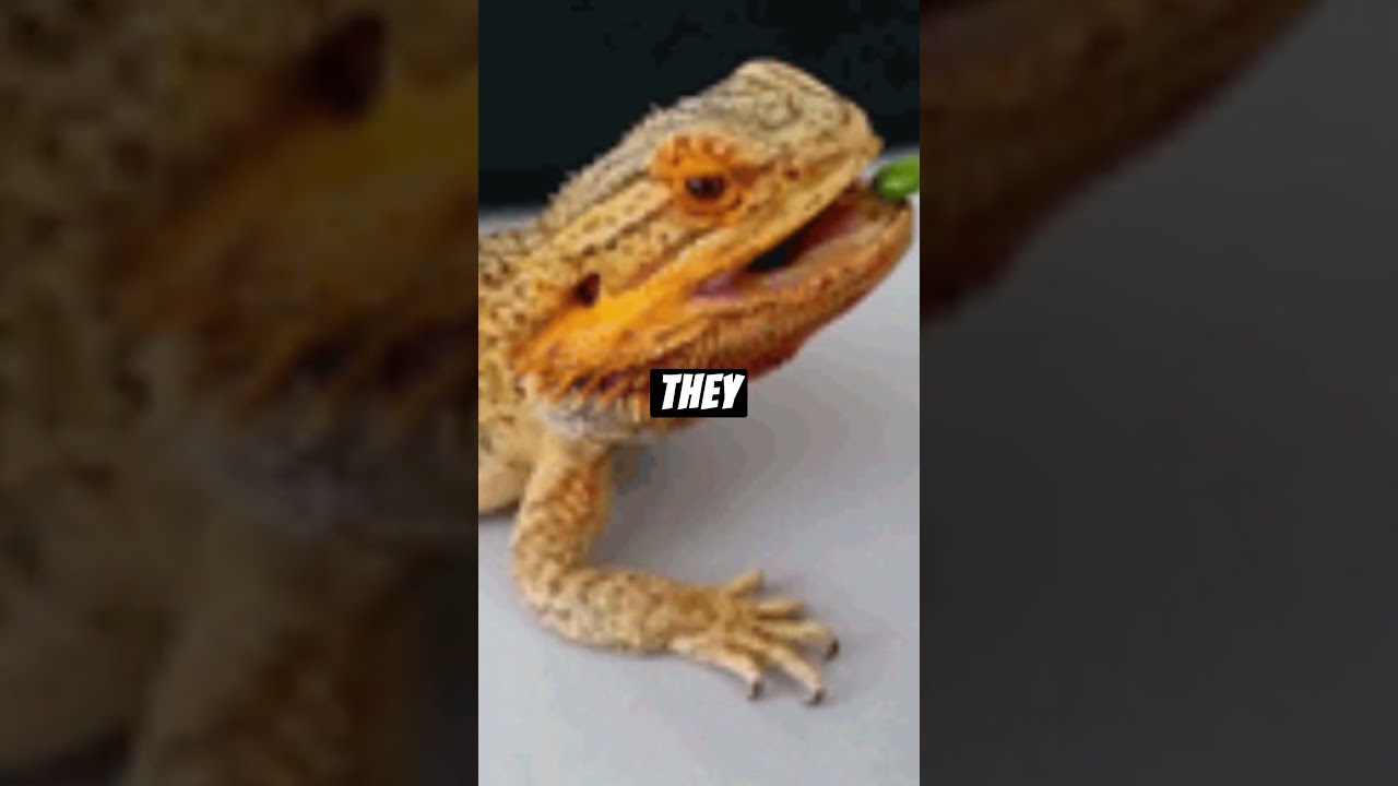 Bearded Dragon Shenanigans: The Hilarious World of Lizard Laughs 🦎😂  
