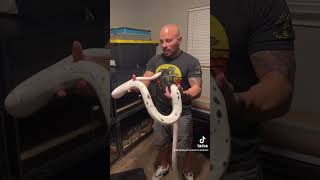 Golden child Cow Retic #reptiles #smokymountainmutations #reticulatedpython