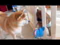 姉柴と遊びたくてなんとか脱走しようと試みる豆柴子犬が可愛い