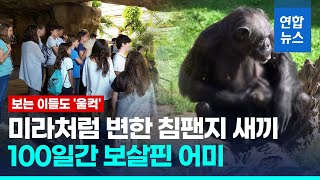 미라로 변한 아기 침팬지 눈물로 보살피는 엄마…벌써 100일째/ 연합뉴스 (Yonhapnews)