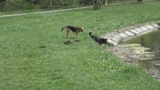 Мысли ворчливой собаки ))) Мысли ворчливой собаки )))