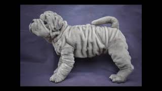 SHARPEI PUPPY screenshot 1