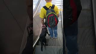 盡責的導盲犬 | conscientious guide dog | 良心的な盲導犬 | 양심적인 안내견