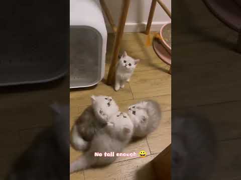 Cutest Cats 2022 Cats CatsOfYouTube CatsOnYouTube 