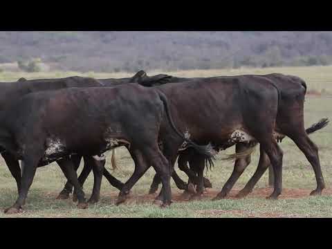 LOTE 29 – 5867AW, 5859AW,7978BA, 5478AT, 5947AT