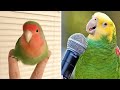 Baby Animals 🔴 Funny Parrots and Cute Birds Compilation (2021) Loros Adorables Recopilación #21