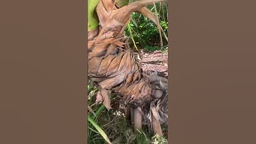 Making ugly transitions until I get 100 subscribers