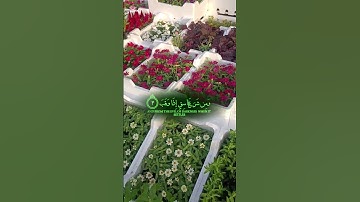 #سورة_الفلق #المصحف #اكسبلور #villagelife #لايك #الرحمن #حالات_واتس #القزابري #duet #الورقات