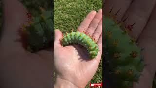 Sisaiya (Caterpillar) Explained – Amazing Life Cycle of Butterfly 🐛🦋#shorts #ai