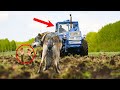 Wilk zatrzymał traktor na środku pola! Kierowca nie spodziewał się tego, co znalazł w ziemi!