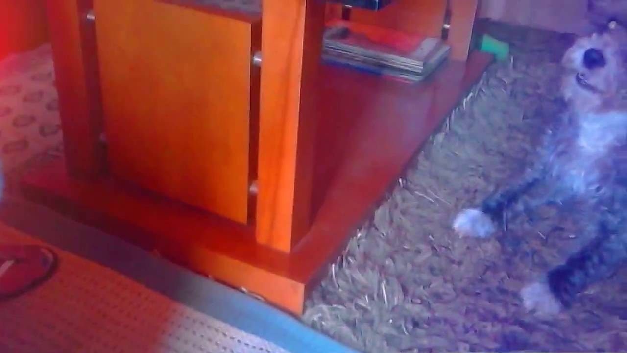A BRINCAR COM O MEU CÃO O FARRUSCO. . video phone beyonce mp3