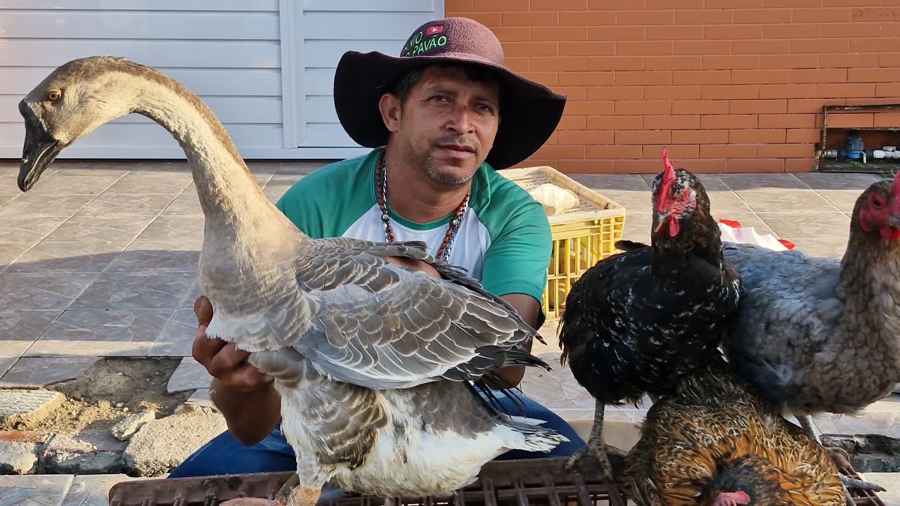 VANIO NA FEIRA DAS GALINHAS DA FUMAGEIRA EM ARAPIRACA AL #NORDESTE 