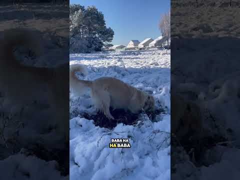 Selective Hearing Dogshorts Dogtraining Dogmom Goldenretriever 