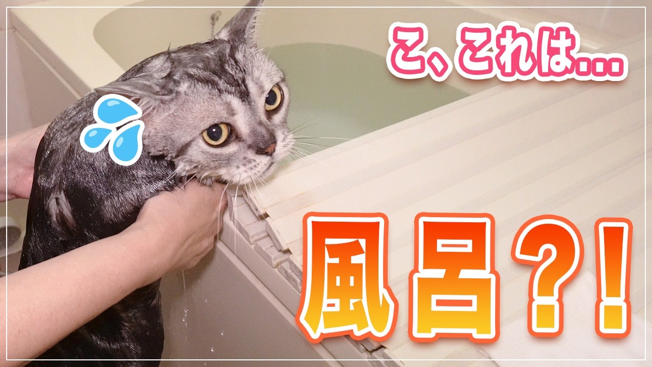 【ディーン】プロがお家でアメショーをシャンプー | ここまで解説していいの？ | シャンプー中に乱入してくる猫【アメショー】