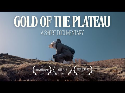 Gold of the Plateau | Short Documentary by @MiriamFollin
