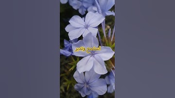 ايات بينات من سورة لقمان استمع وتدبر اللهم اجعل القرآن ربيع قلوبنا ونور صدورنا