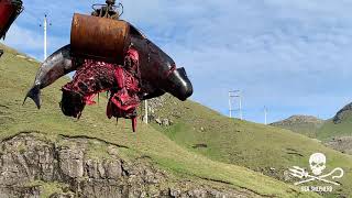 Pilot whale bodies, meat & blubber dumped into the sea near Leynar, Faroe Islands - 28th August 2019