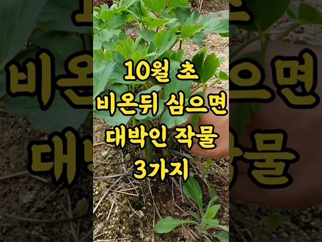 10월초 비온뒤 심으면 특히 대박인 작물 3가지