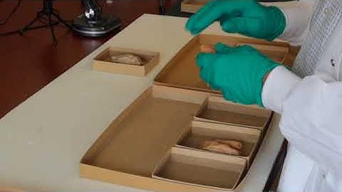 Typology: Archaeological Classification and Grouping