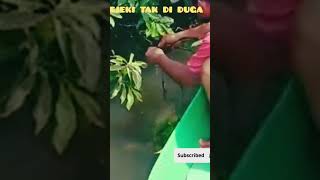 Download Lagu ikan Chana termahal @jiwa petualang MP3